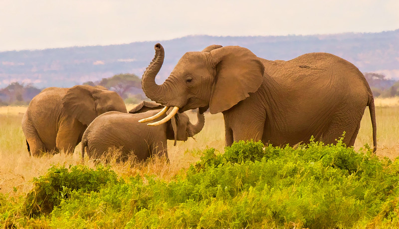 Amboseli National Park