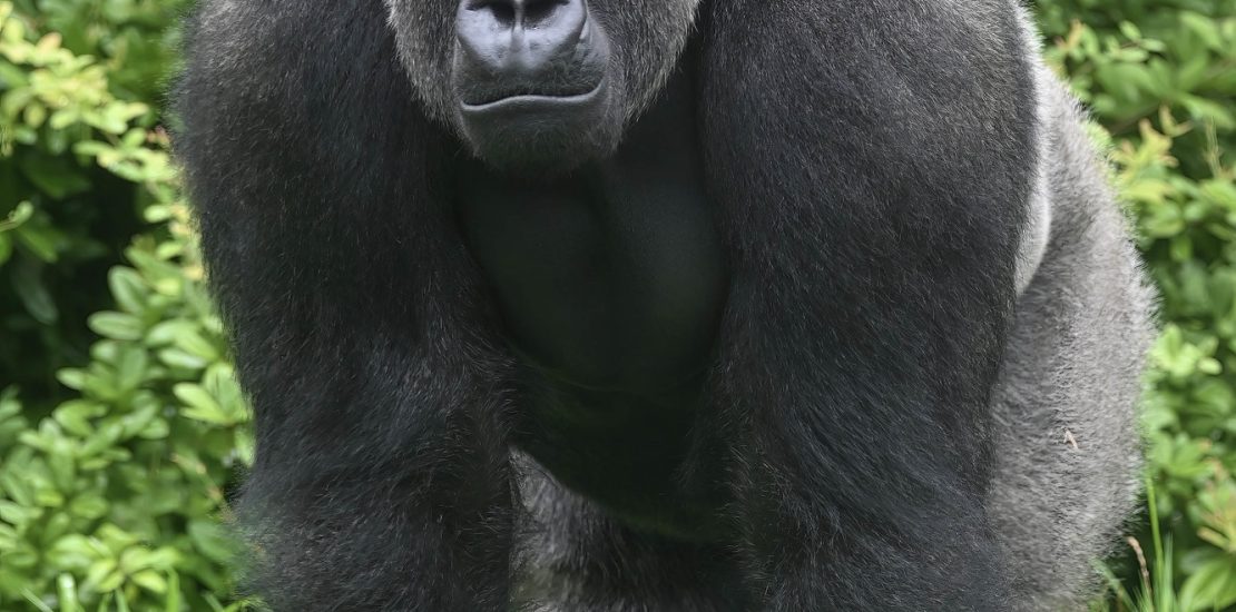 Trekking Western Lowland Gorillas in Gabon