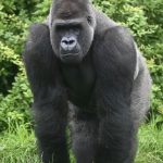 Trekking Western Lowland Gorillas in Gabon