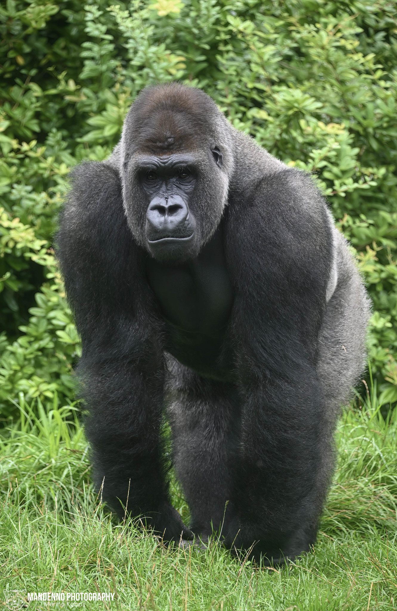 Read more about the article Trekking Western Lowland Gorillas in Gabon