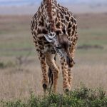 Best of Kenya and Tanzania Safari