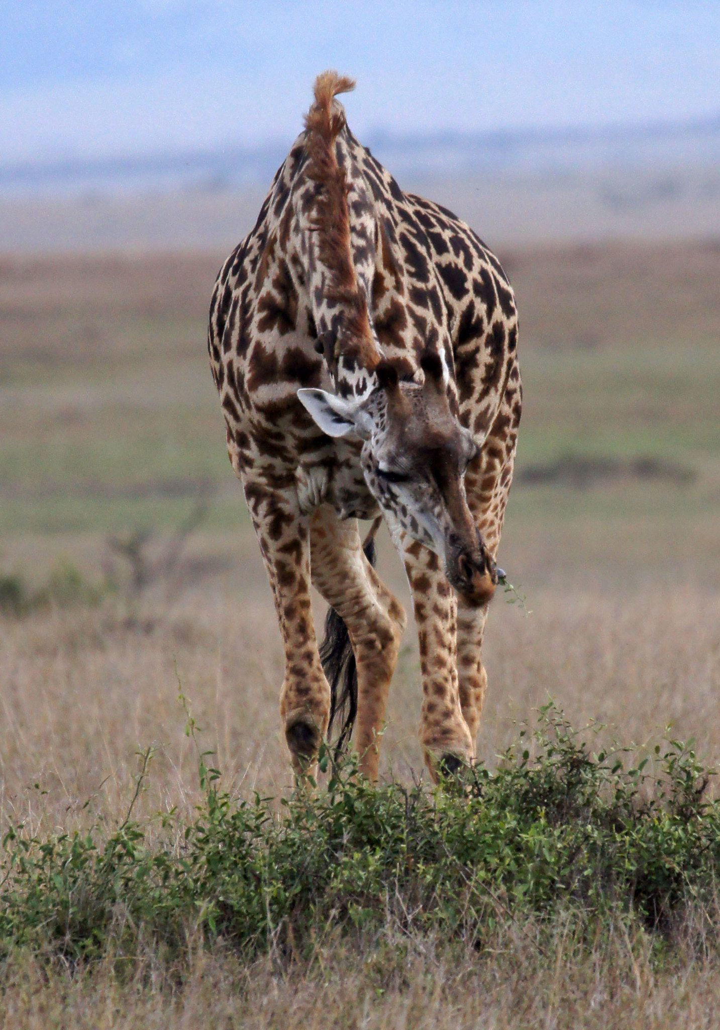 Read more about the article Best of Kenya and Tanzania Safari