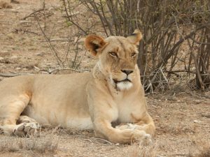 Read more about the article Samburu National Park