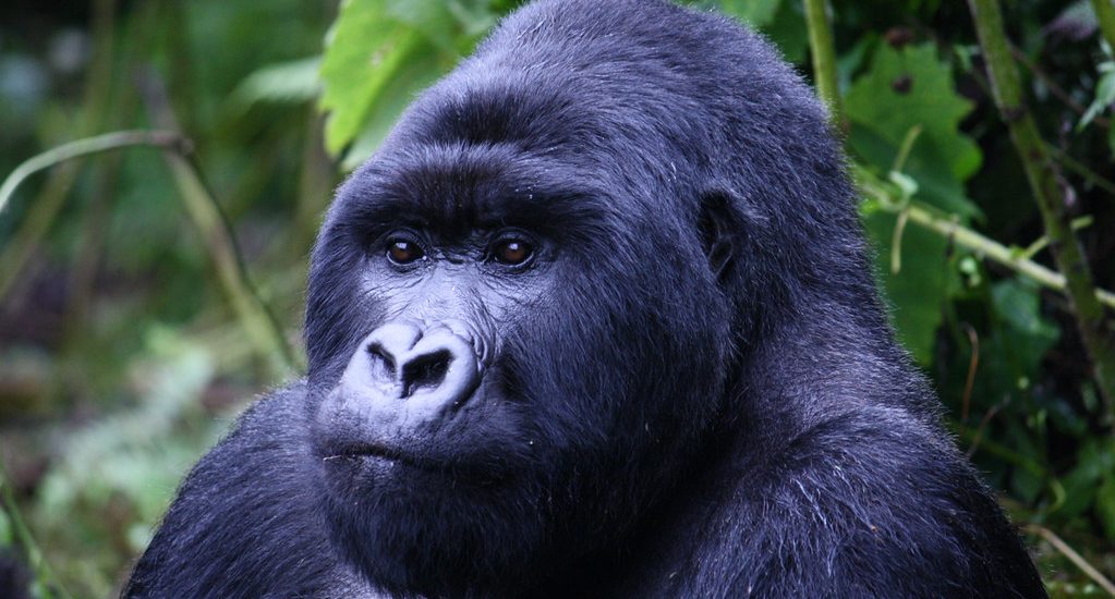 The 9 Days Gorilla Trekking Rwanda Safari