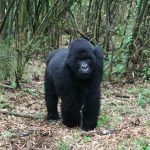 6 days Rwanda Gorilla Trekking and Wildlife Safari