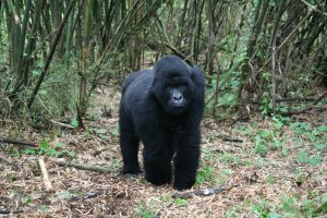 Read more about the article Mountain Gorilla Trekking Rwanda & Bisoke Hiking Tour