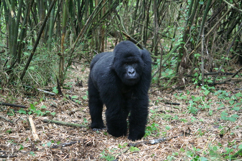 Mountain Gorilla Trekking Rwanda & Bisoke Hiking Tour