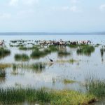 Lake Nakuru National Park