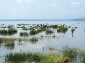 Read more about the article Lake Nakuru National Park