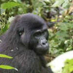 3-Day Uganda Gorilla Tracking Trip to Bwindi National Park