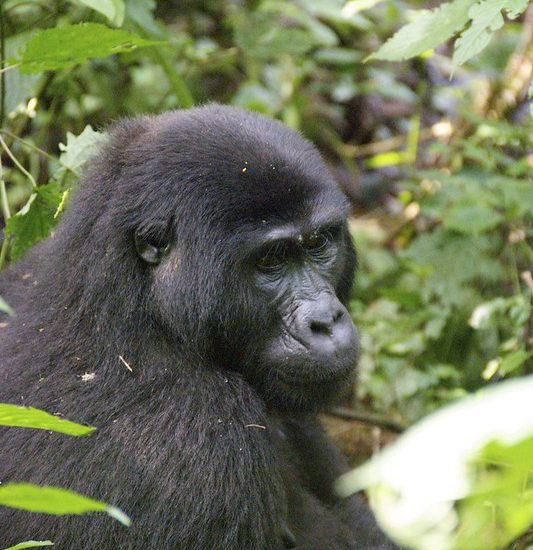 3-Day Uganda Gorilla Tracking Trip to Bwindi National Park