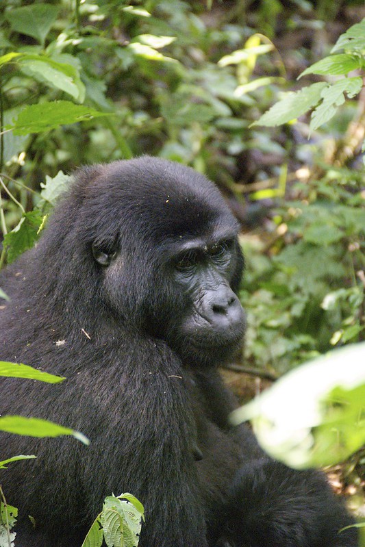 Read more about the article 3-Day Uganda Gorilla Tracking Trip to Bwindi National Park