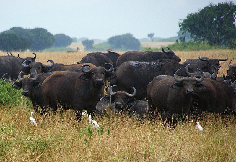 Luxury Safari in Uganda