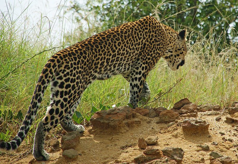 Staying connected while on Safari