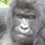 Gorilla Habituation Experience