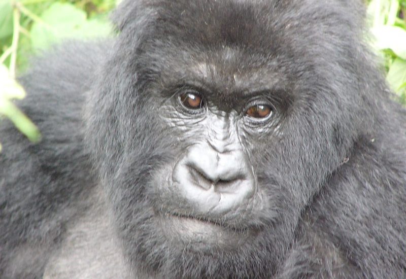 Gorilla Habituation Experience