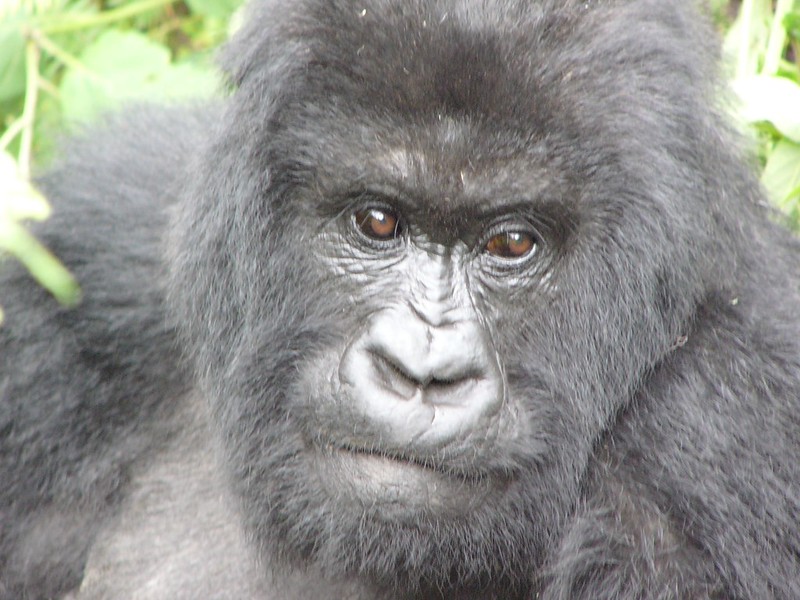 Read more about the article Gorilla Habituation Experience