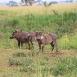 Tips to plan the best Safari to Uganda 2023 – 2024