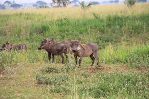 Read more about the article Tips to plan the best Safari to Uganda 2023 – 2024