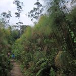 Visit Bigodi Wetland Sanctuary Around Kibale Forests