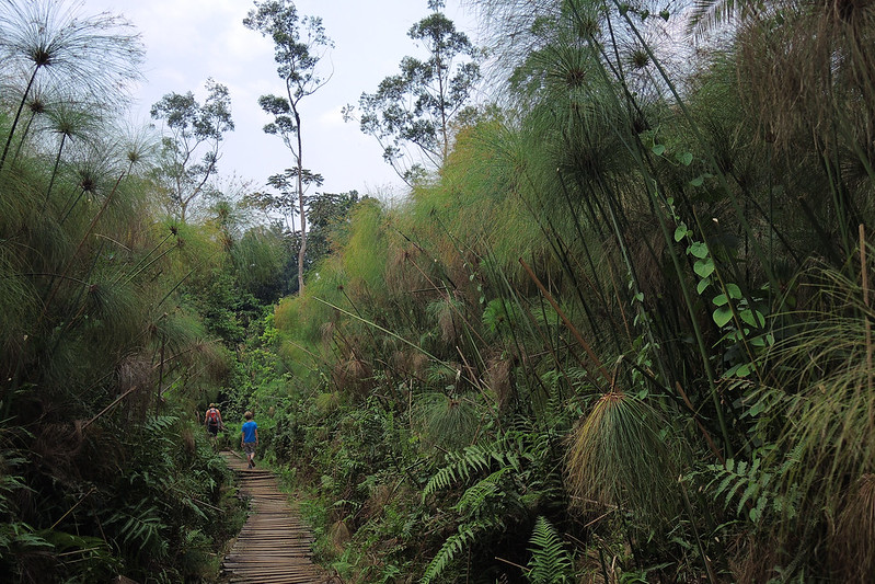 Visit Bigodi Wetland Sanctuary Around Kibale Forests