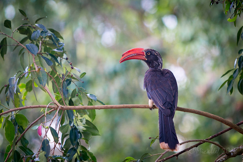 7 Days Bird Watching Safari.