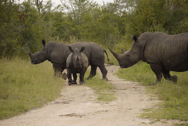 You are currently viewing How to plan Uganda and Rwanda Safari