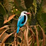 Birdwatching in Rwanda