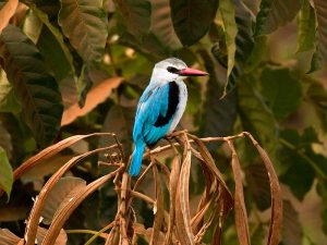 Bird Watching in Rwanda