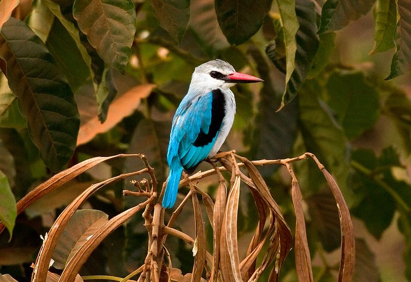 Bird Watching in Rwanda