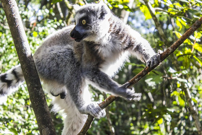 Uganda Primates Photography Safaris