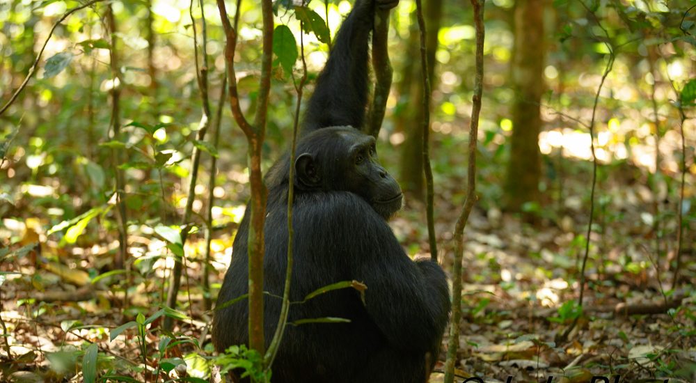 Kibale Forest