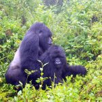 Why Gorilla Trekking in Rwanda and Uganda?