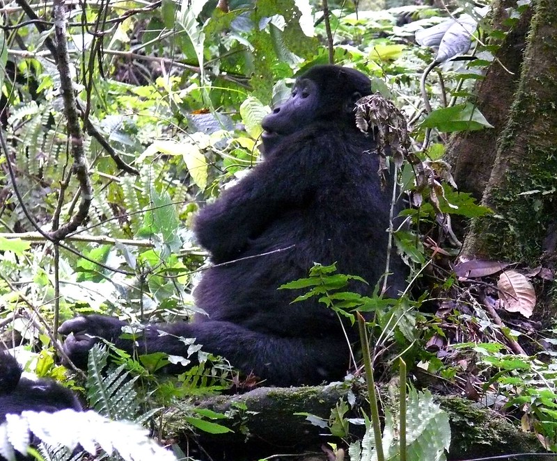 Bwindi Gorilla Tour