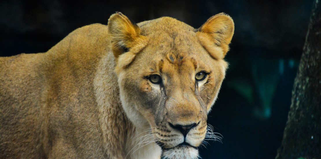 Lion tracking in Queen Elizabeth