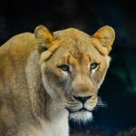 Embark on a Thrilling Lion Tracking Experience in Queen Elizabeth National Park