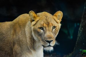 Lion tracking in Queen Elizabeth