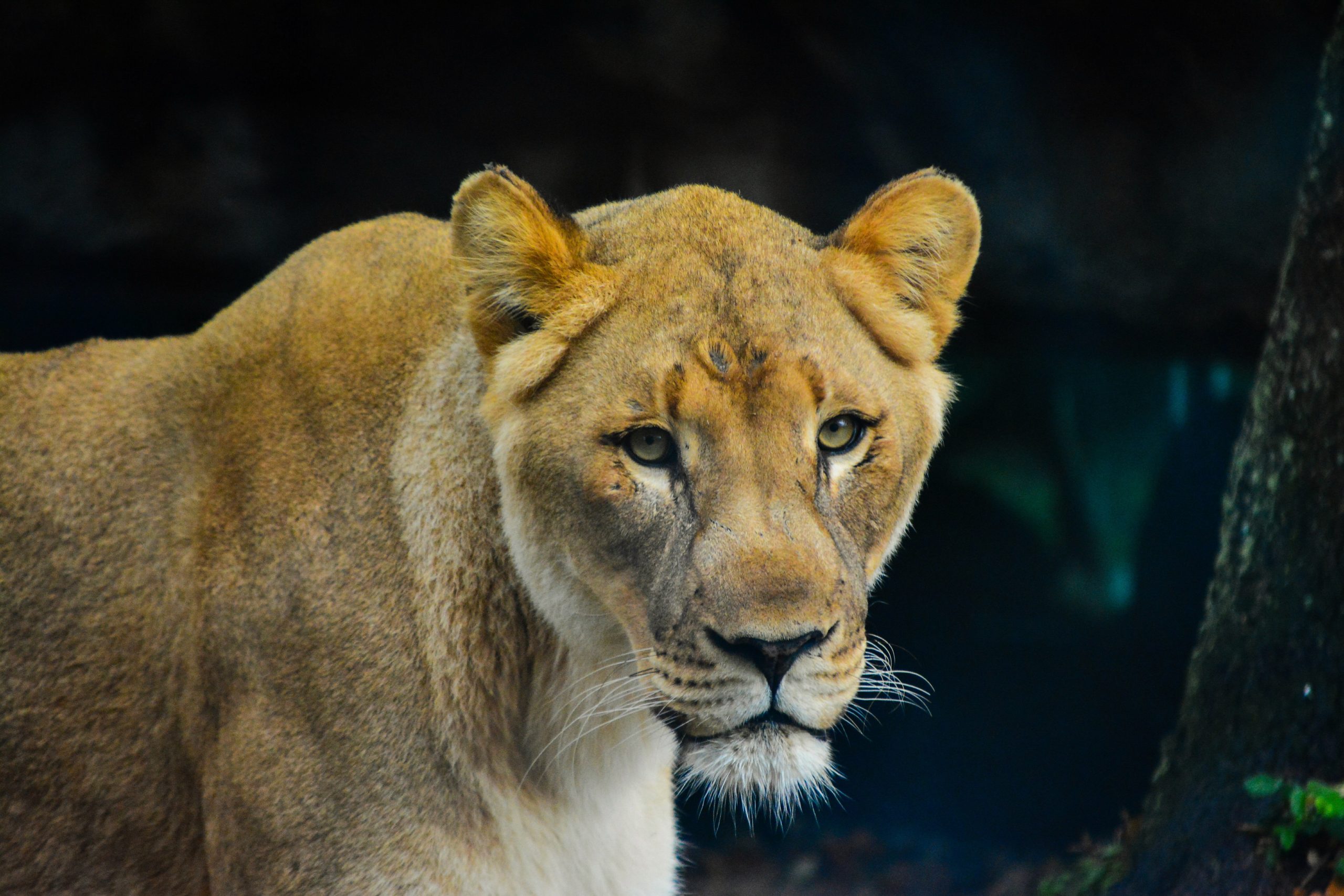 Read more about the article Embark on a Thrilling Lion Tracking Experience in Queen Elizabeth National Park