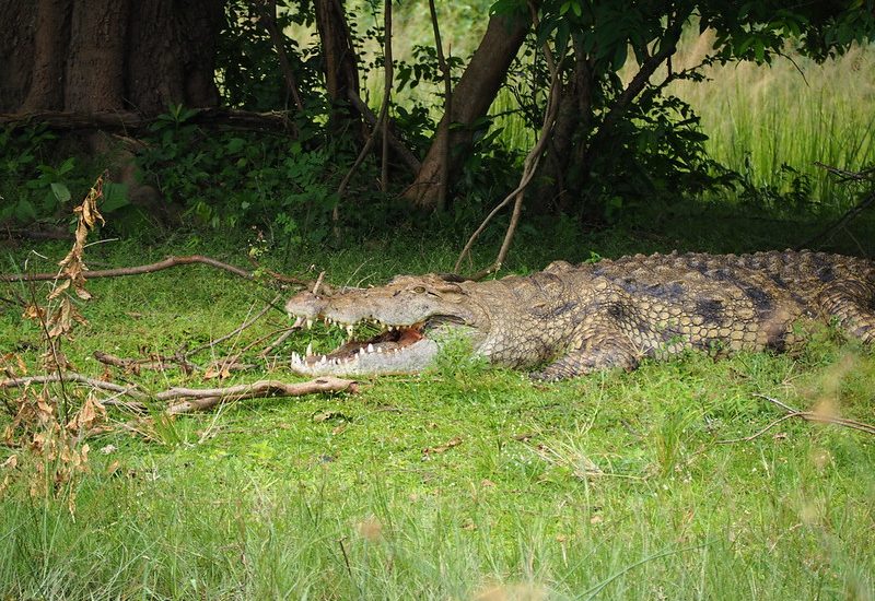 Top 10 Must-See Animals in Uganda