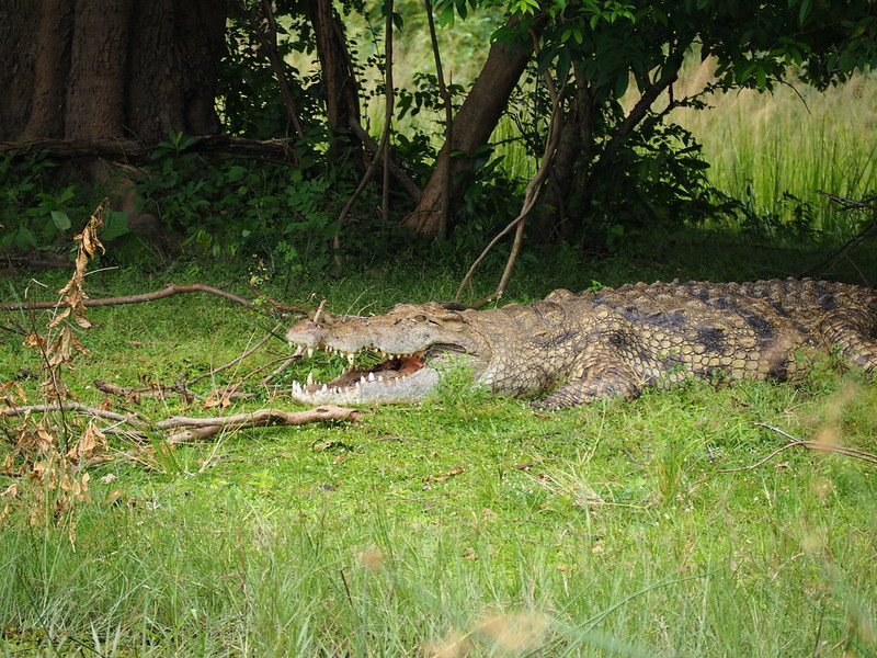 Read more about the article Top 10 Must-See Animals in Uganda