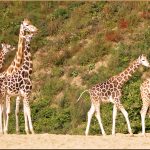 The Best Safari Parks in Uganda