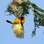 7 days bird watching safari