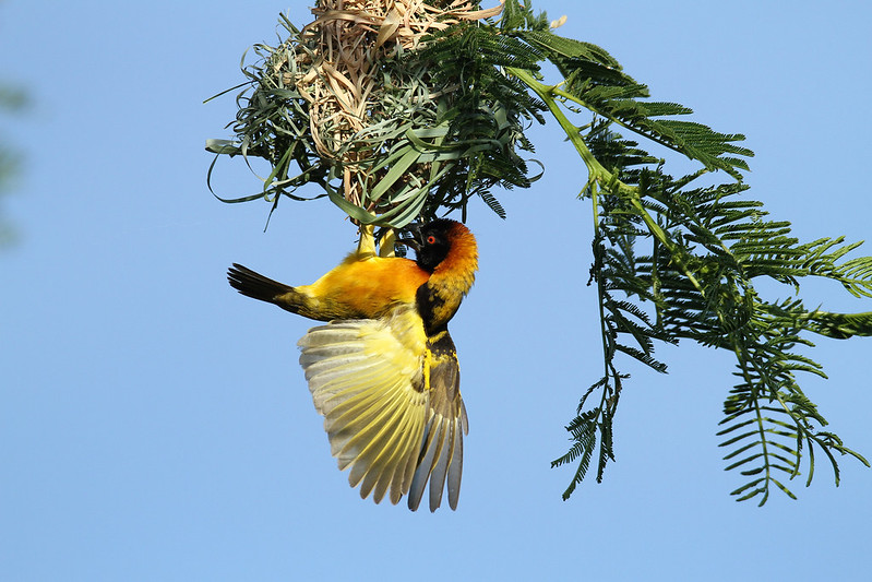 7 days bird watching safari