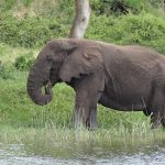 Practical Tips for Planning Your Rwanda-Uganda Safari Adventure