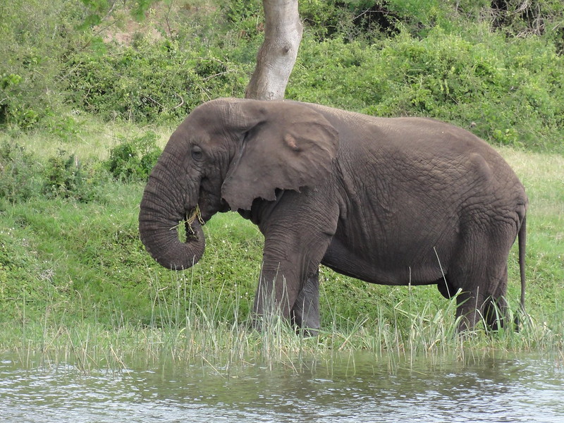 Read more about the article Practical Tips for Planning Your Rwanda-Uganda Safari Adventure