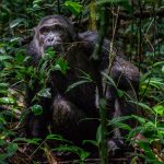 Chimpanzee tracking in Kibale National Park