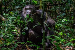 Read more about the article Chimpanzee tracking in Kibale National Park