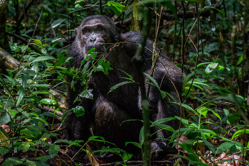 Chimpanzee tracking in Kibale National Park