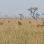 Murchison Falls National Park