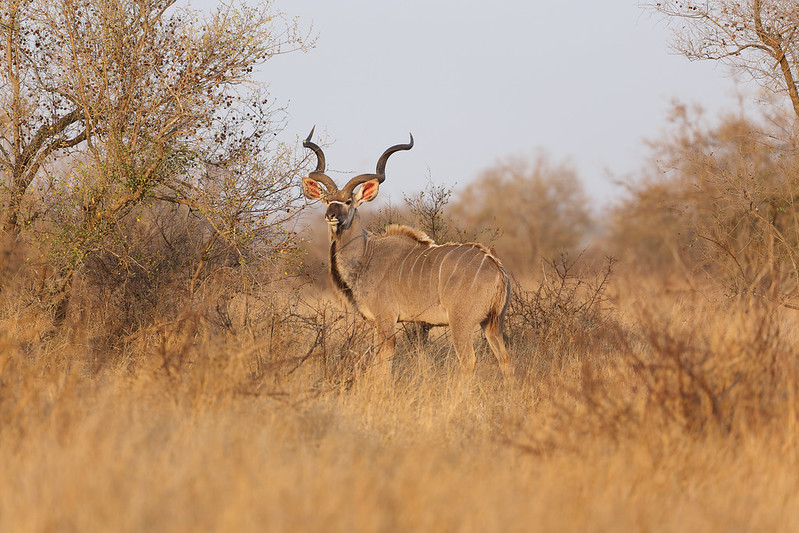 Best Time to Visit Uganda for Wildlife Safaris